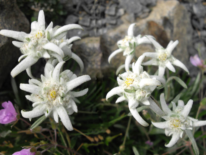 Leontopodium alpinum 'Mignon' photo